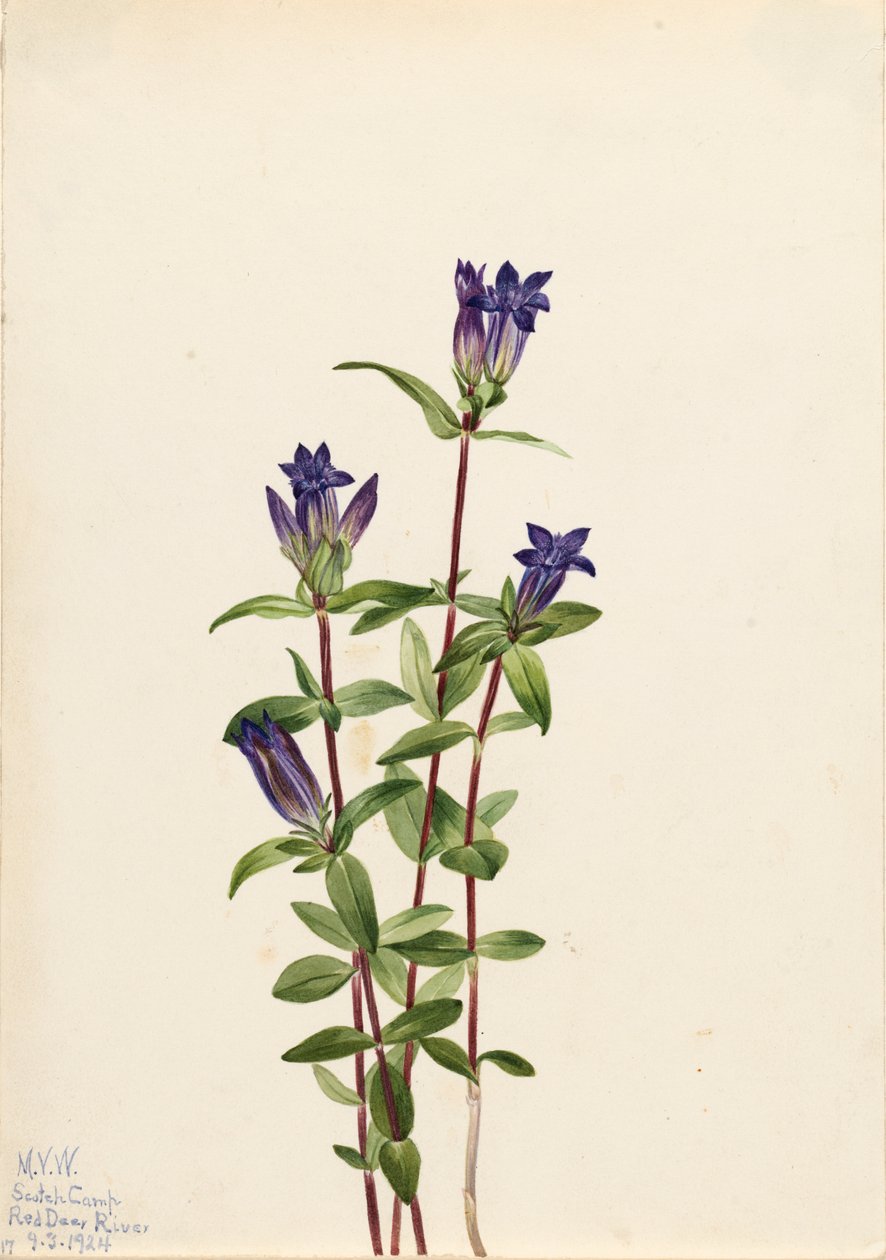 Riverbank Gentian Gentiana affinis, 1924. af Mary Vaux Walcott