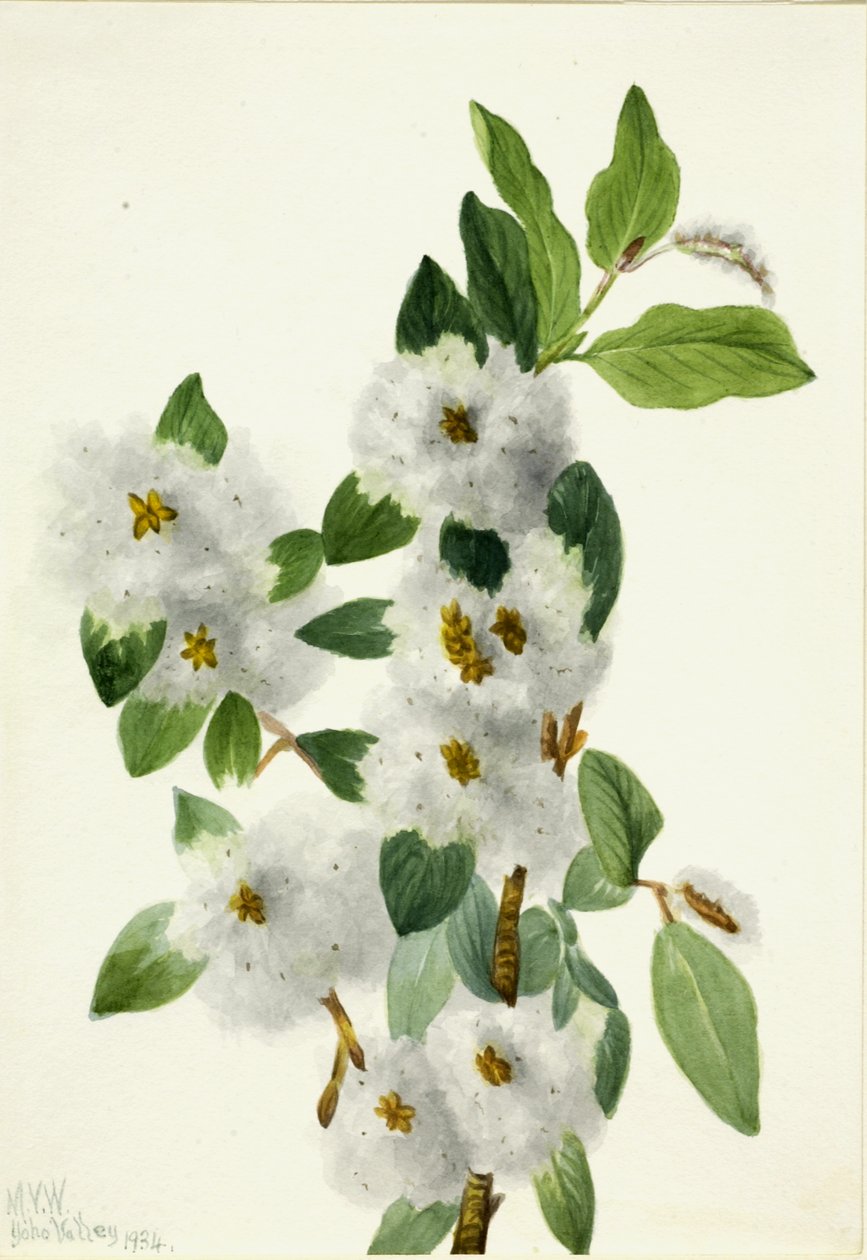 Rock Willow Salix vestita, 1934. af Mary Vaux Walcott