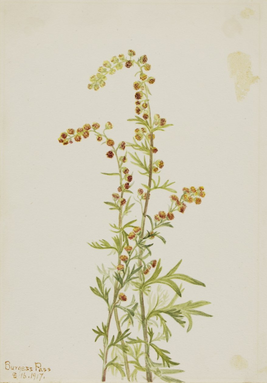 Stenmalurt (Artemisia discolor) af Mary Vaux Walcott