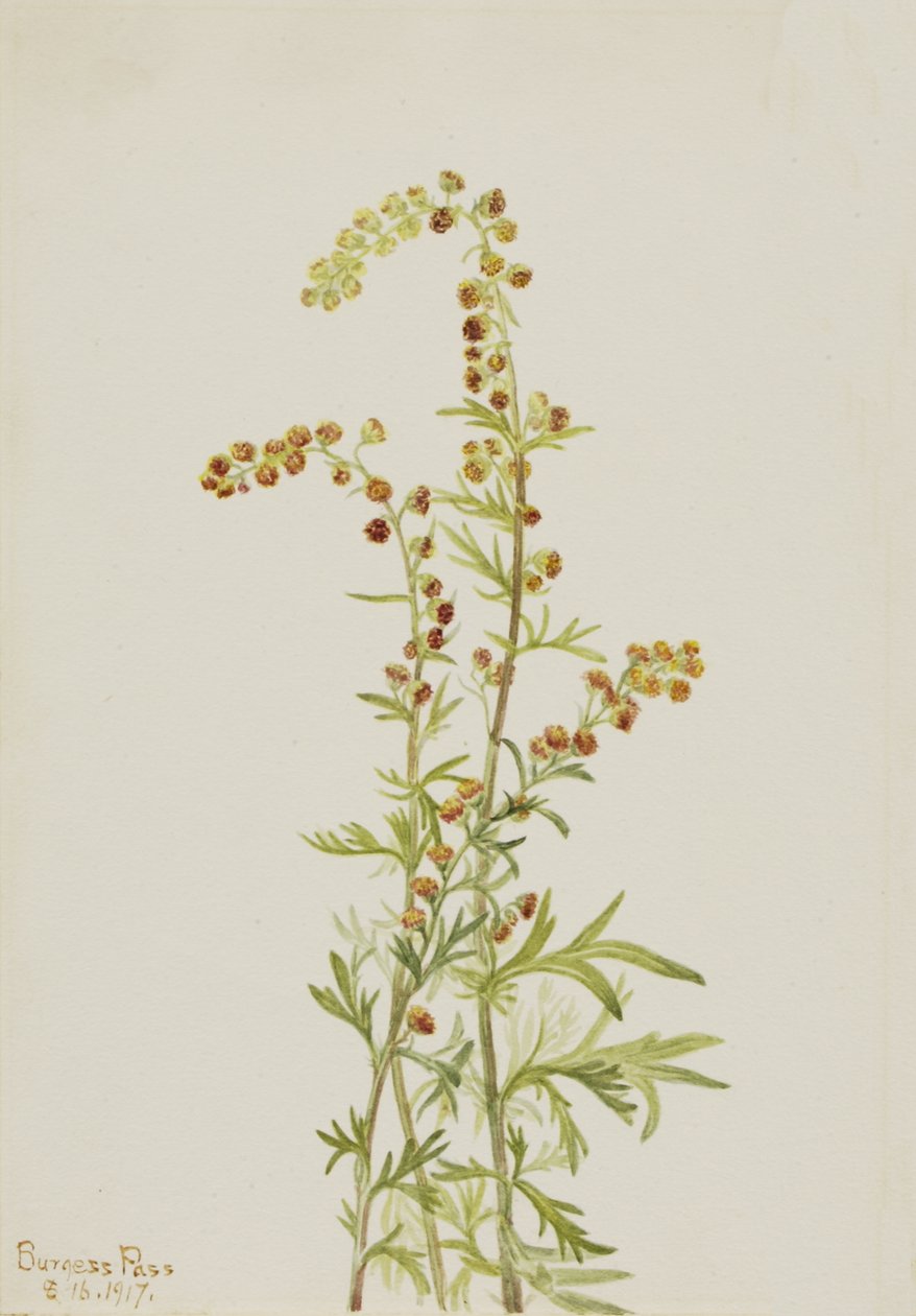 Rock Wormwood Artemisia discolor, 1917. af Mary Vaux Walcott