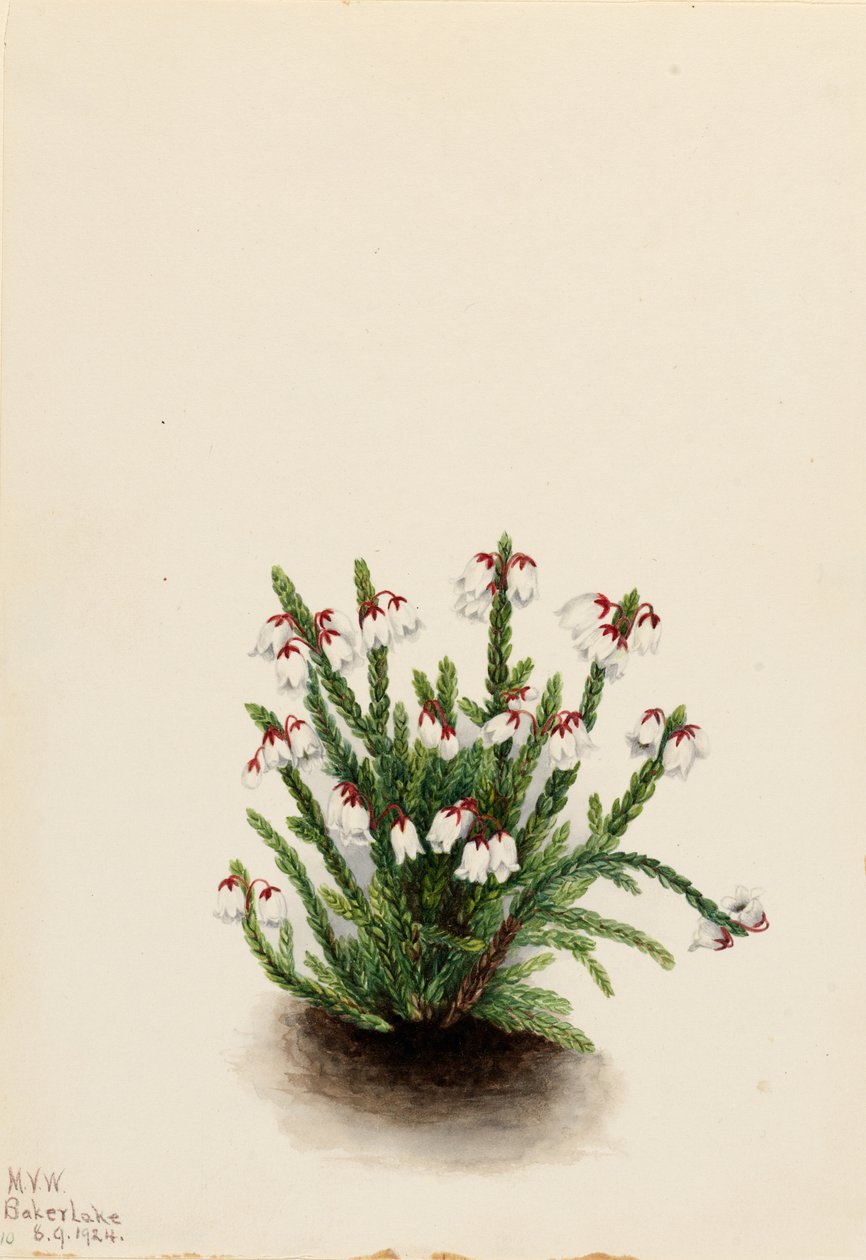 Rocky Mountain Cassiope (Cassiope mertensiana) af Mary Vaux Walcott