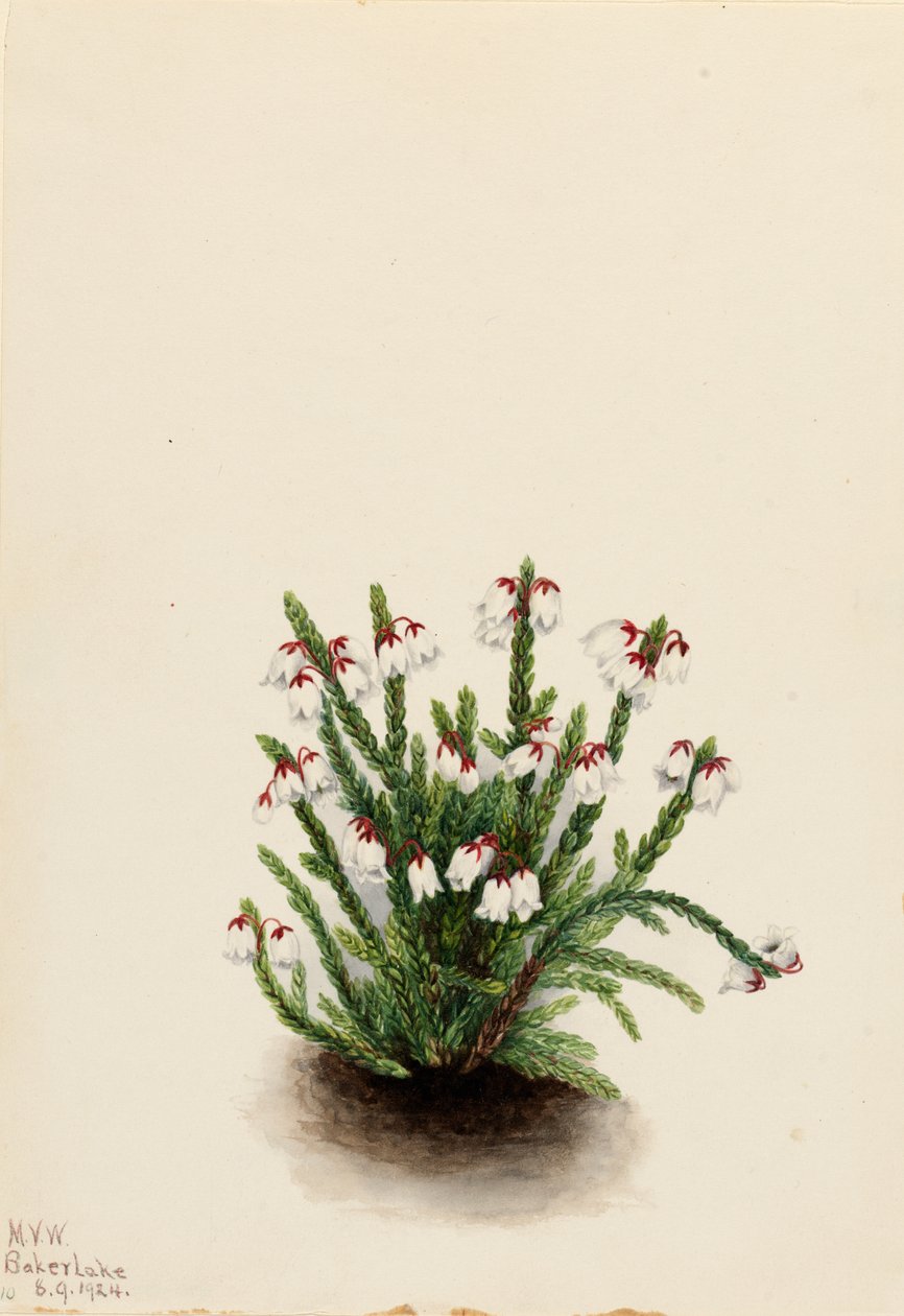 Rocky Mountain Cassiope Cassiope mertensiana, 1924. af Mary Vaux Walcott