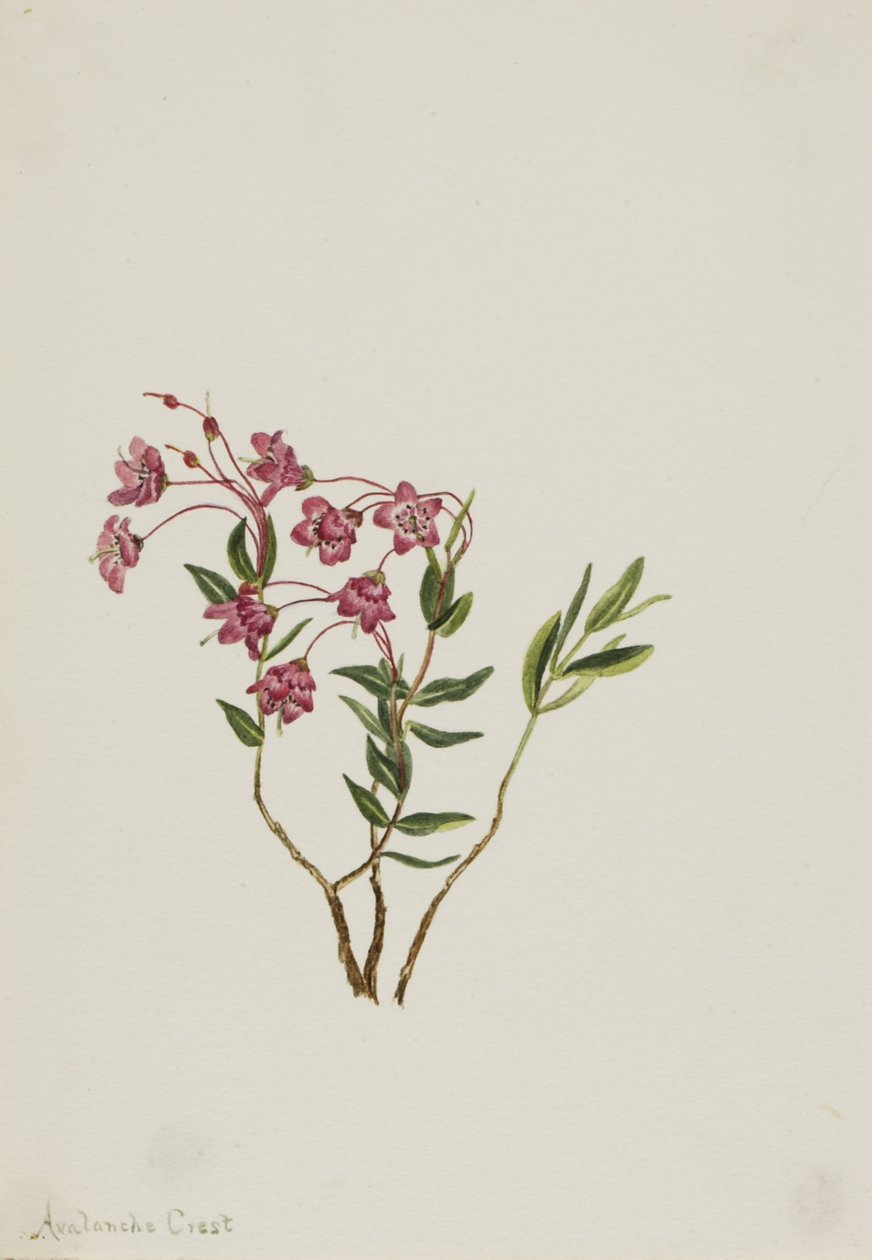 Rocky Mountain Kalmia (Kalmia microphylla) af Mary Vaux Walcott