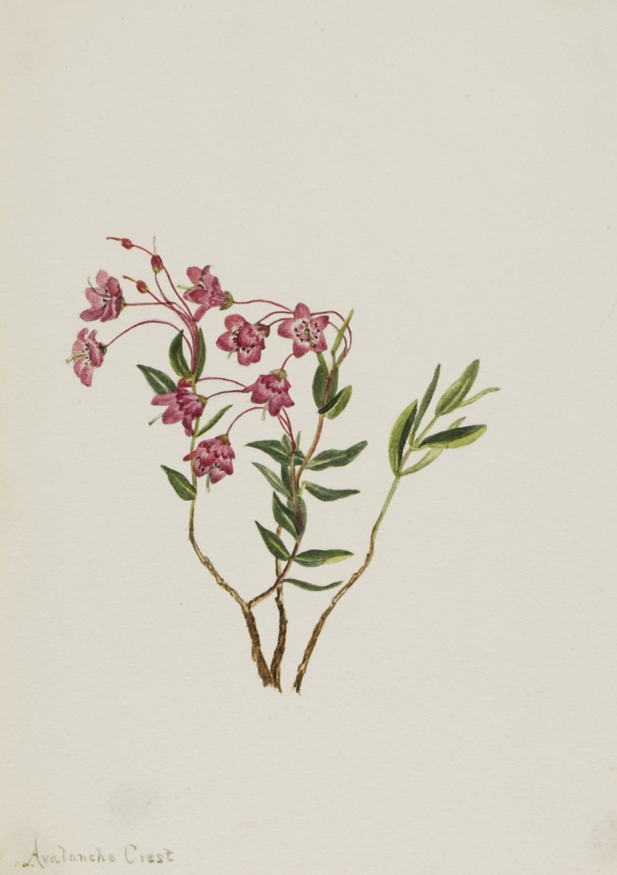 Rocky Mountain Kalmia Kalmia microphylla, n.d. af Mary Vaux Walcott