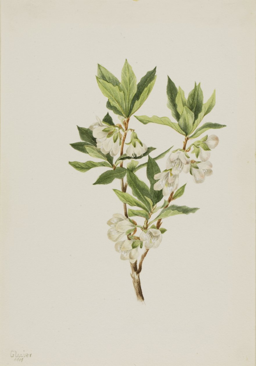 Rocky Mountain Rhododendron Rhododendron albiflorum, 1901. af Mary Vaux Walcott