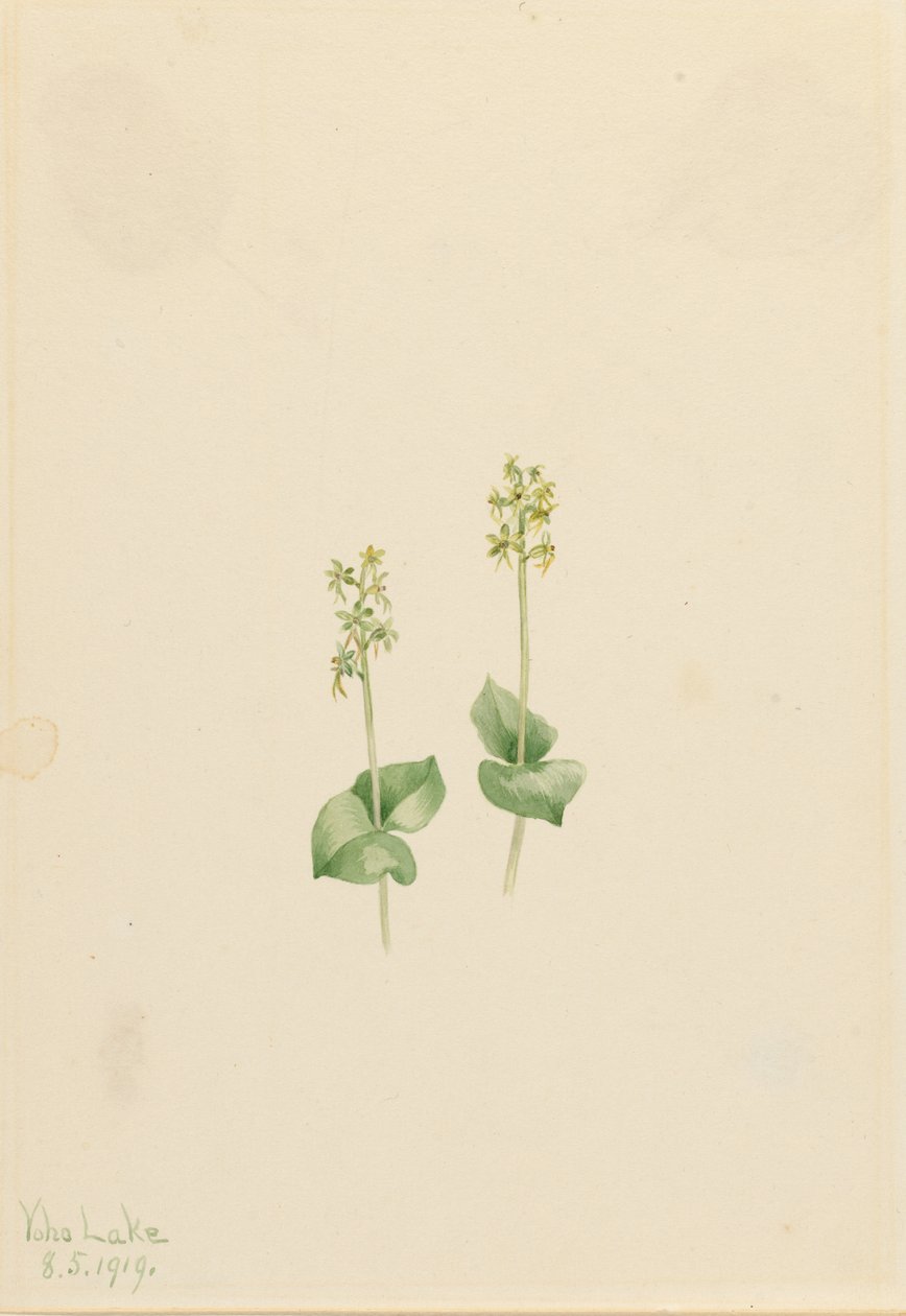 Rocky Mountain-blad (Ophrys necrophylla) af Mary Vaux Walcott