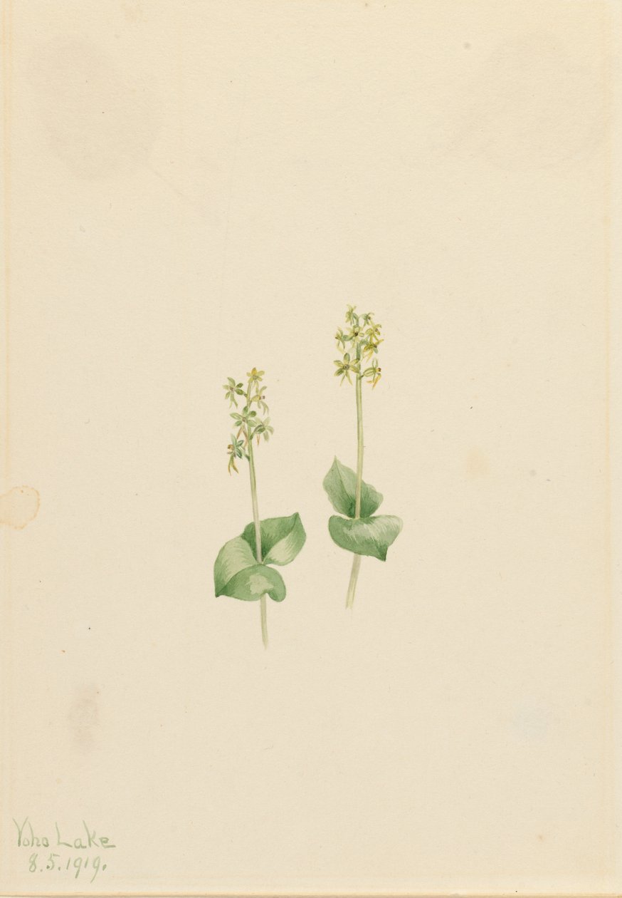 Rocky Mountain Twayblade Ophrys necrophylla, 1919. af Mary Vaux Walcott