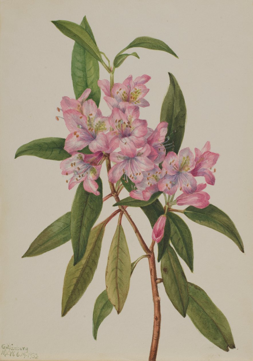 Rose-Bay Rhododendron (Rhododendron carolinianum) af Mary Vaux Walcott