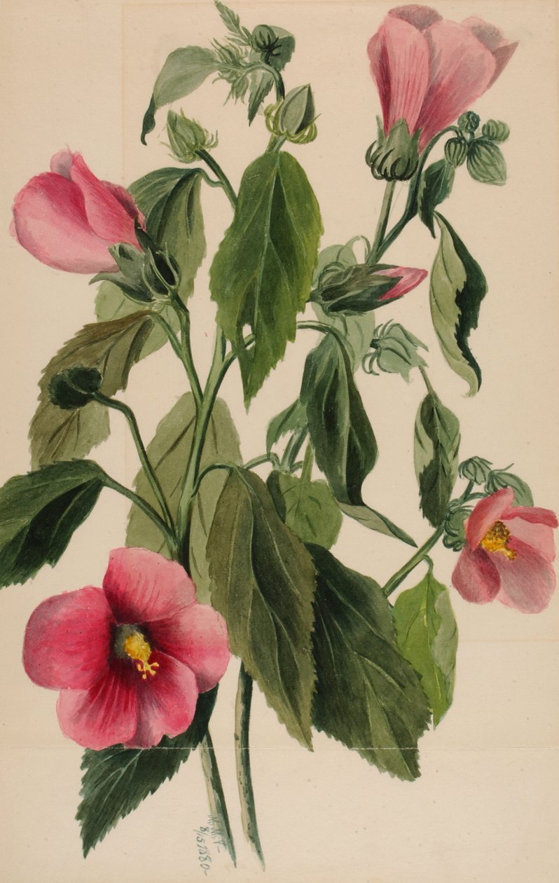 Rose Gentian Lørdagshjørne, 1880 af Mary Vaux Walcott