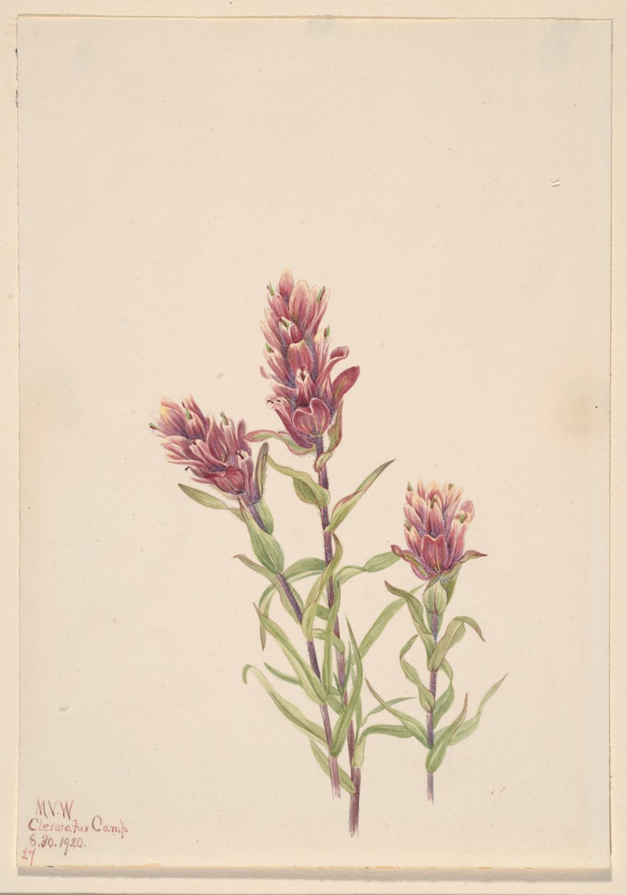 Rosa pensel (Castilleja pallida) af Mary Vaux Walcott
