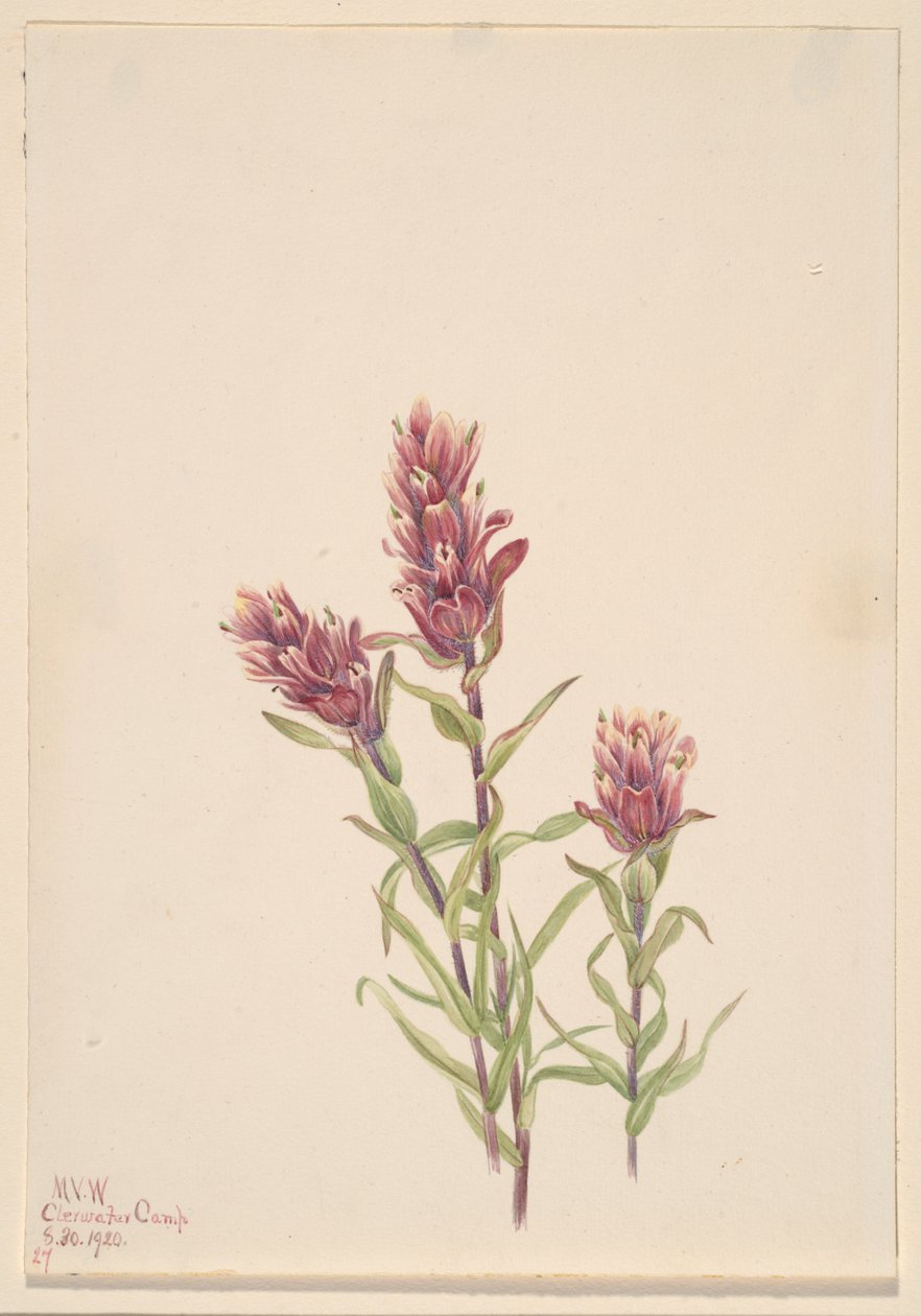 Rose Paintbrush Castilleja Pallida, 1920. af Mary Vaux Walcott