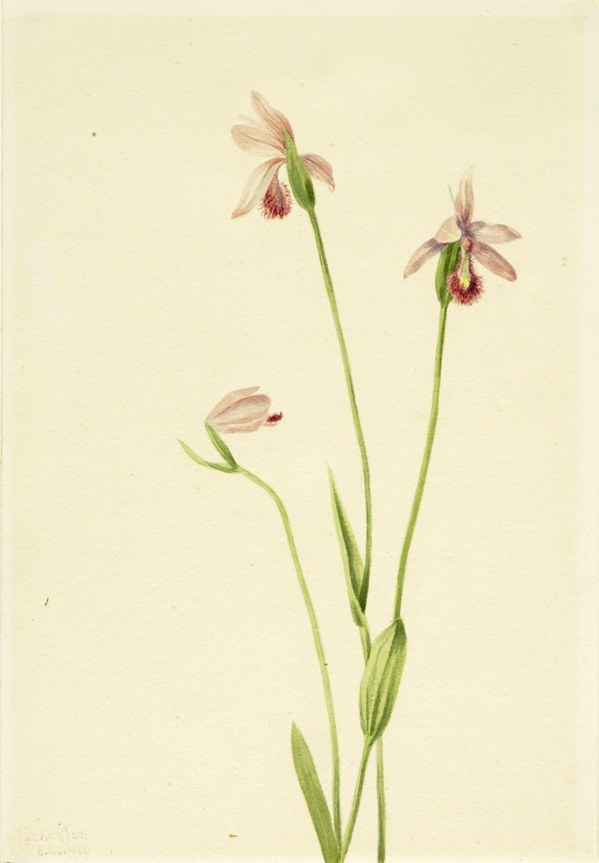 Pogonia-roser (Pogonia ophioglossoides) af Mary Vaux Walcott
