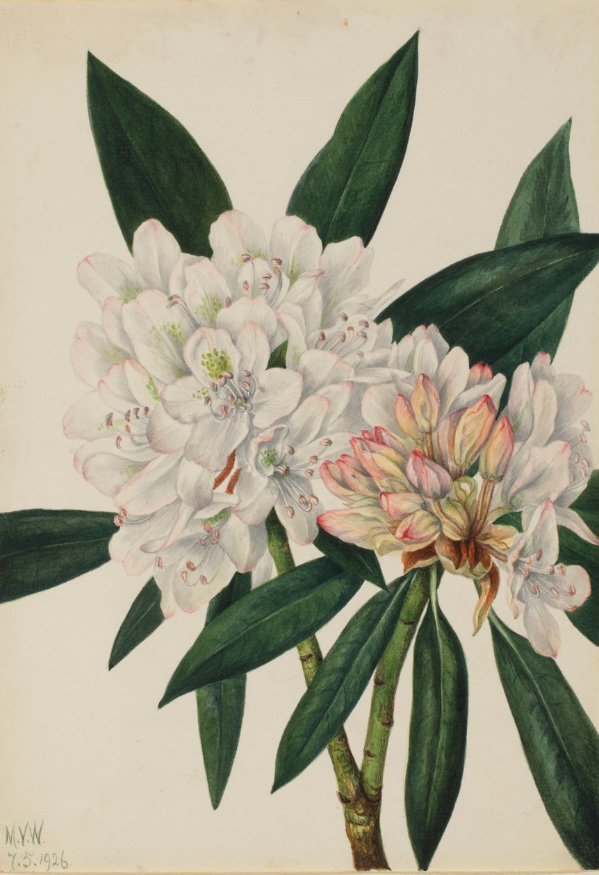 Rosebay Rhododendron (Rhododendron maximum) af Mary Vaux Walcott