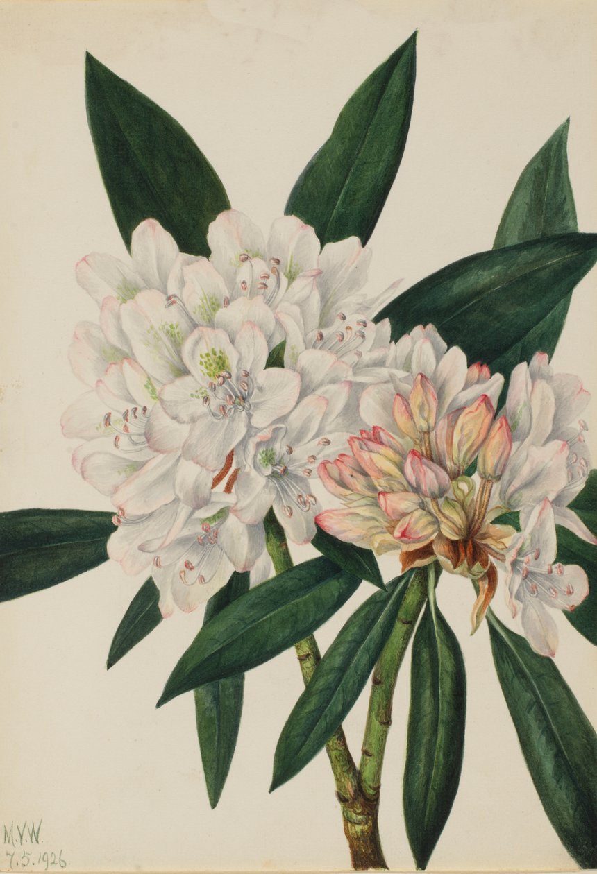 Rosebay Rhododendron Rhododendron maksimum, 1926. af Mary Vaux Walcott