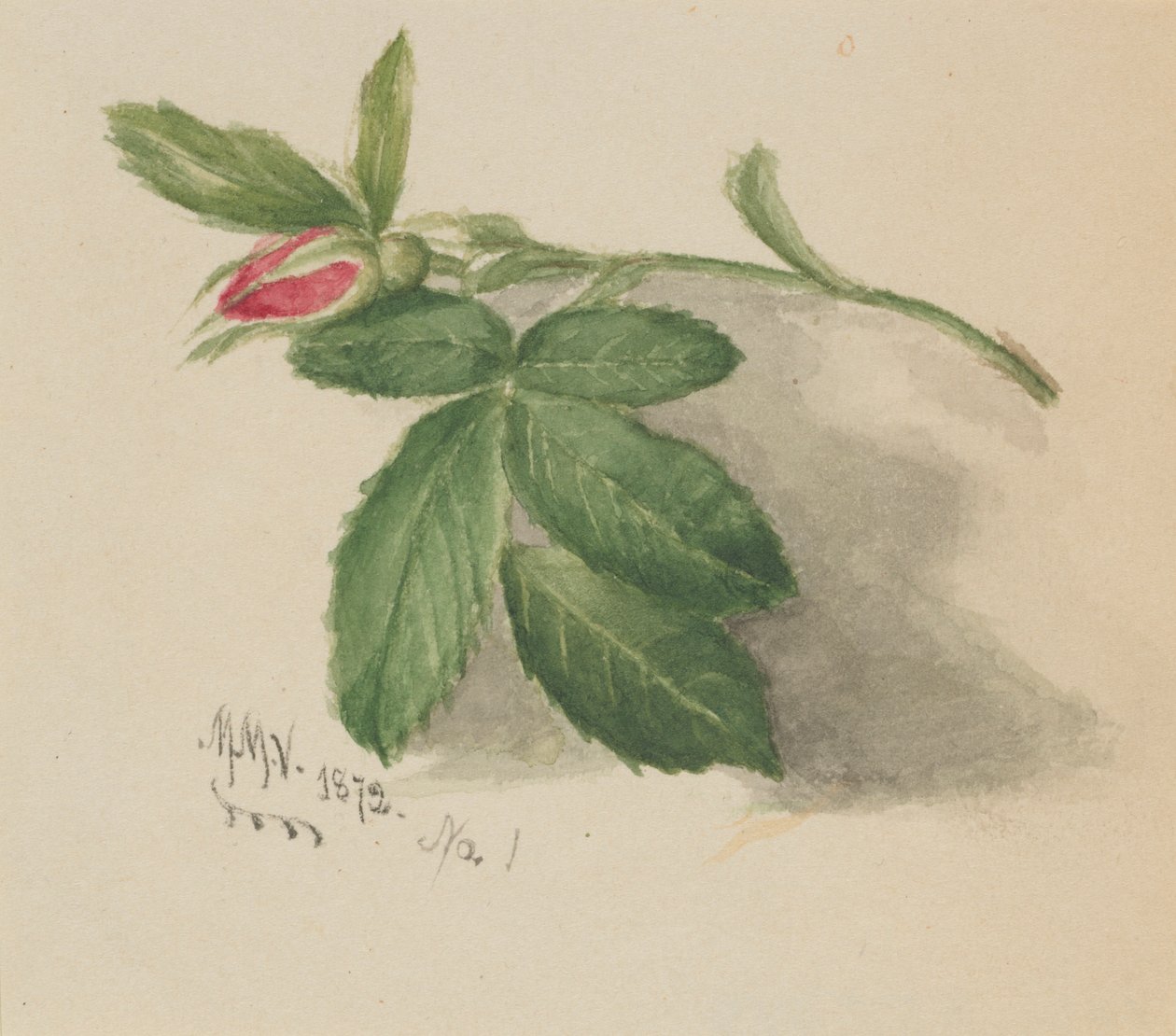 Rosenknop af Mary Vaux Walcott
