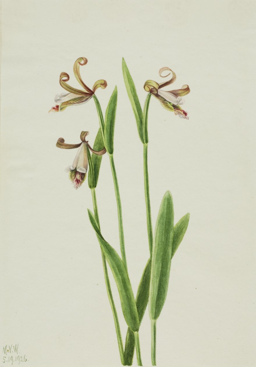 Rosebud Orchid Pogonia Dewarikat, 1926. af Mary Vaux Walcott