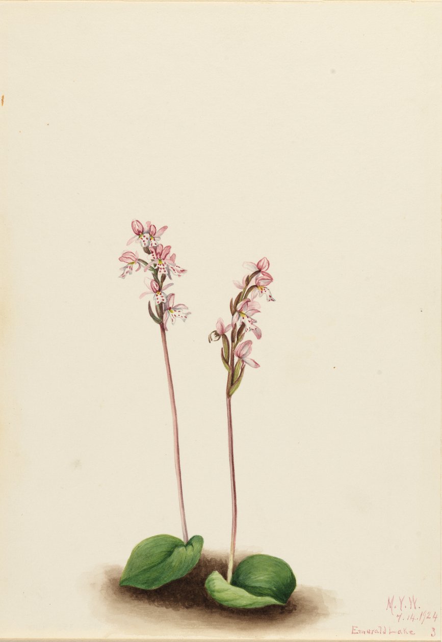 Rundbladet gøgeurt (Orchis rotundifolia) af Mary Vaux Walcott