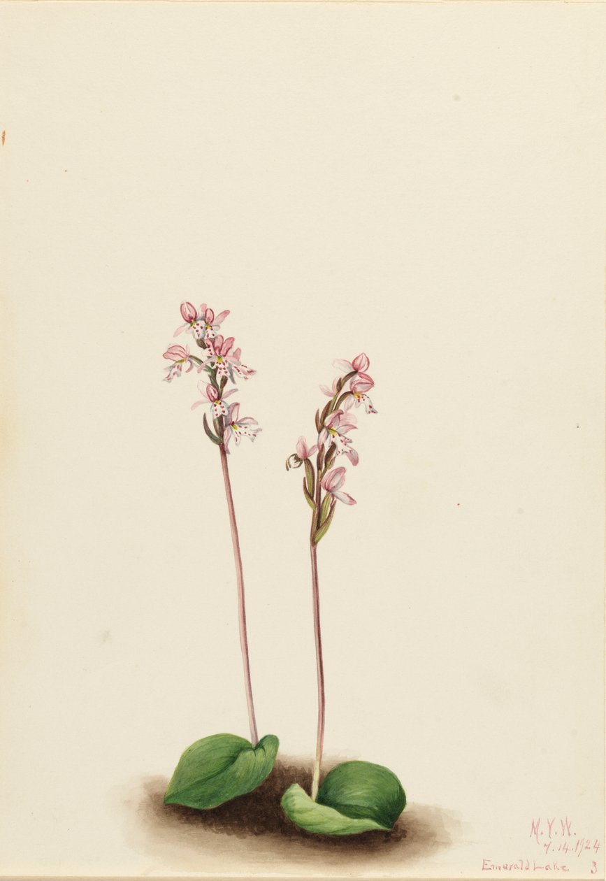 Roundleaf Orchis Orchis rotundifolia, 1924. af Mary Vaux Walcott