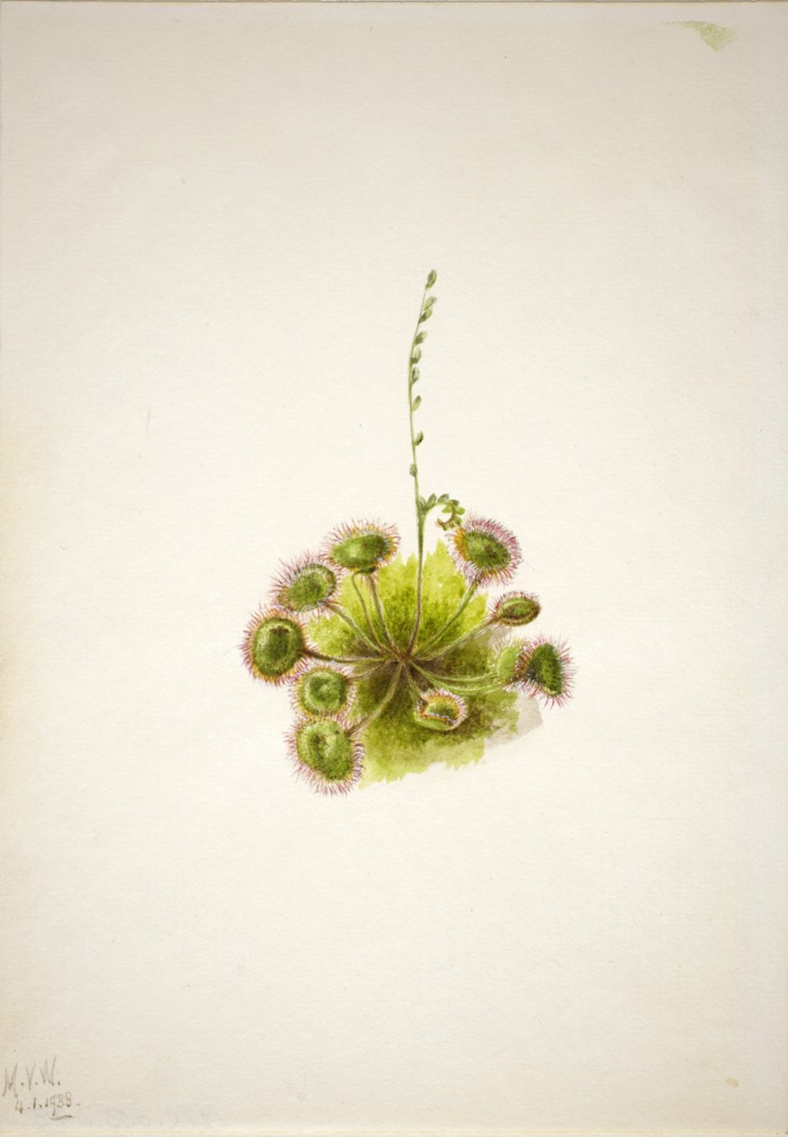 Roundleaf Sundew (Drosera rotundifolia) af Mary Vaux Walcott
