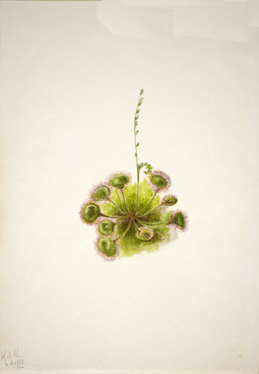 Rundbladssoldug Drosera rotundifolia, 1933. af Mary Vaux Walcott