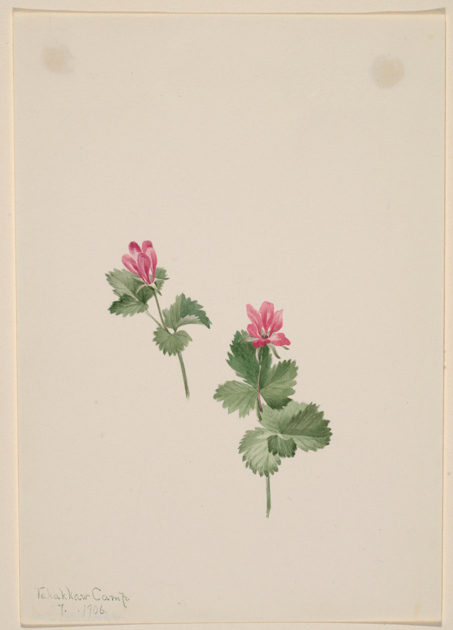 Rubus articus af Mary Vaux Walcott