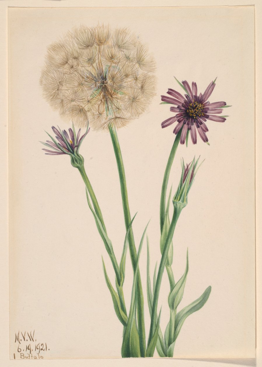 Skorzonerrod (Tragopogon porrifolius) af Mary Vaux Walcott
