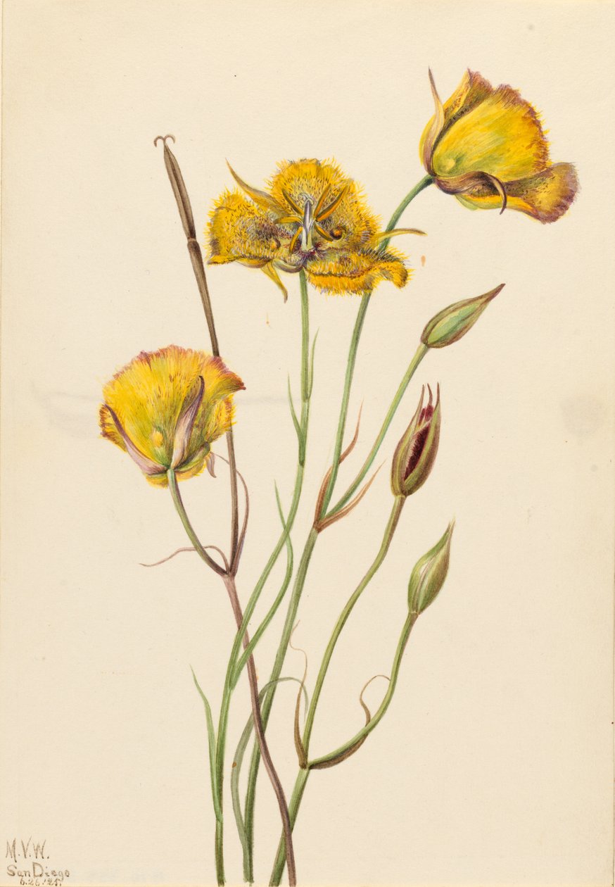 San Diego mariposa (Calochortus weedii) af Mary Vaux Walcott