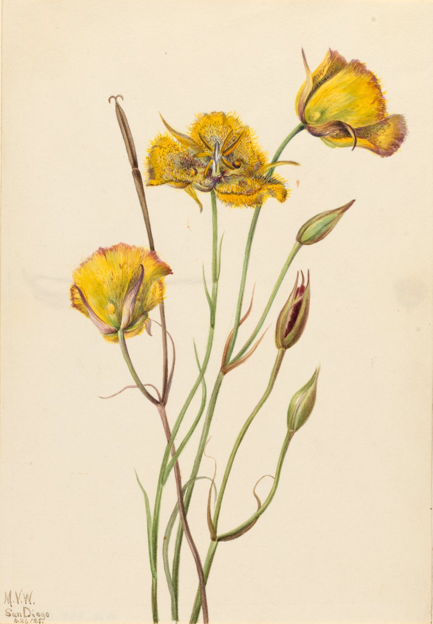 San Diego Butterfly Calochortus weed, 1925. af Mary Vaux Walcott
