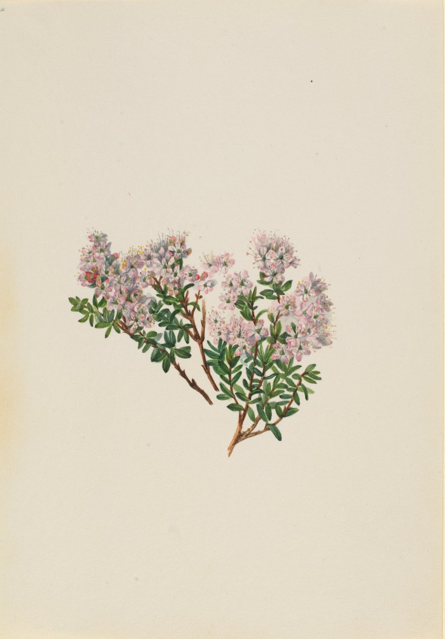 Sandmyrte (Leiophyllum lyoni) af Mary Vaux Walcott