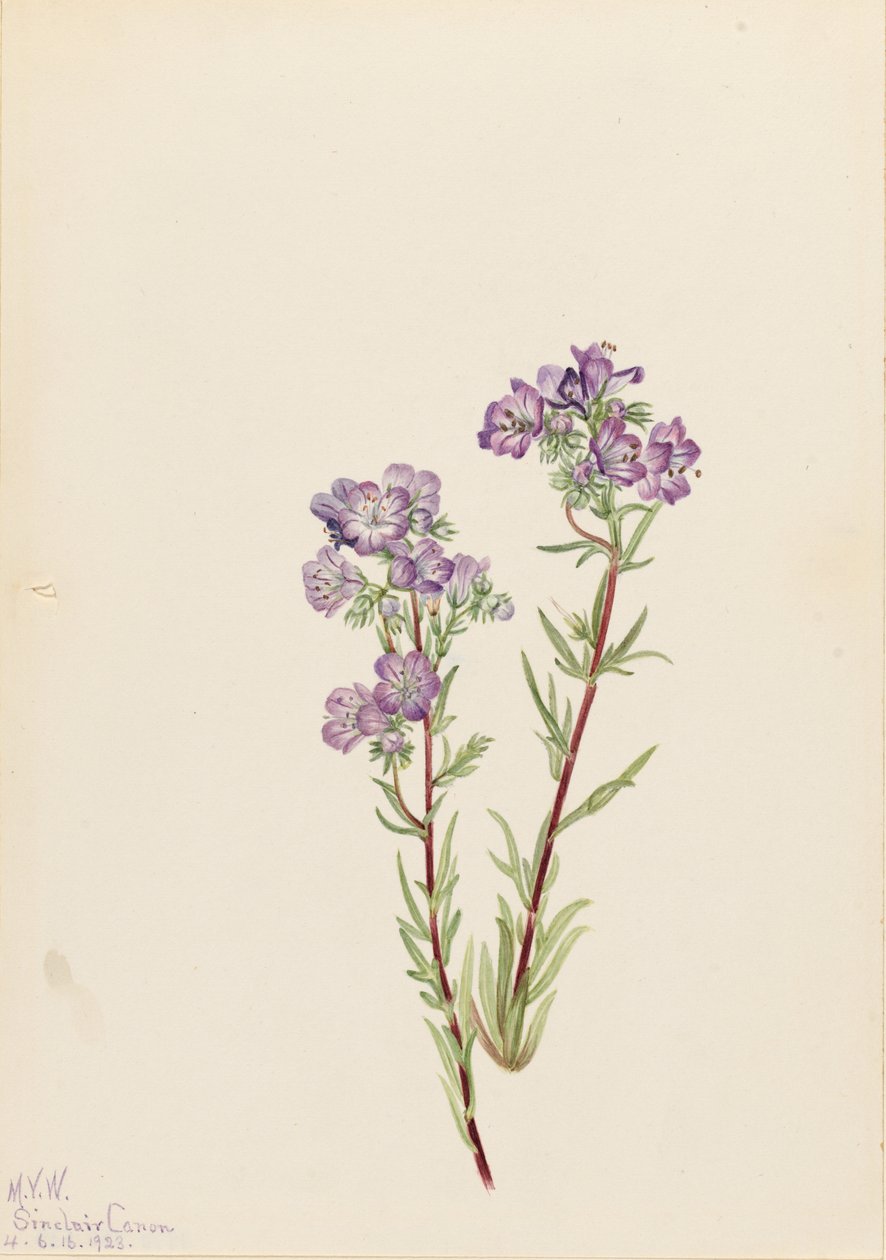 Sand-facelia (Phacelia linearis) af Mary Vaux Walcott
