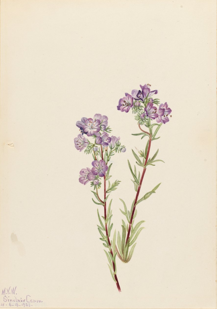 Sand Phacelia Phacelia linearis, 1923. af Mary Vaux Walcott