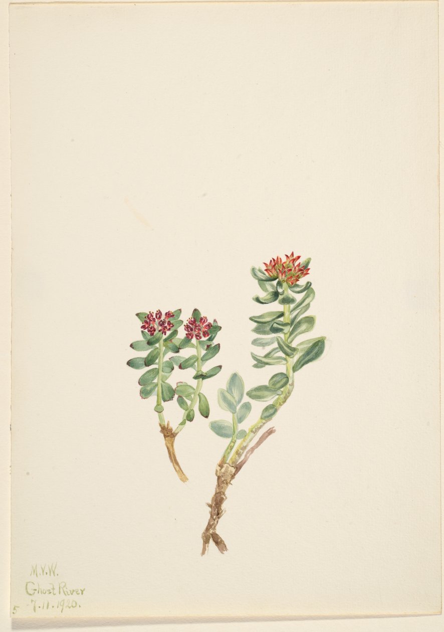 Sanifoiga stigende, 1920. af Mary Vaux Walcott