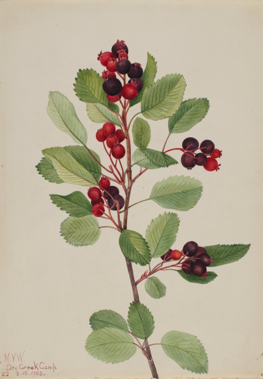 Saskatoon (Amelanchier alnifolia) af Mary Vaux Walcott