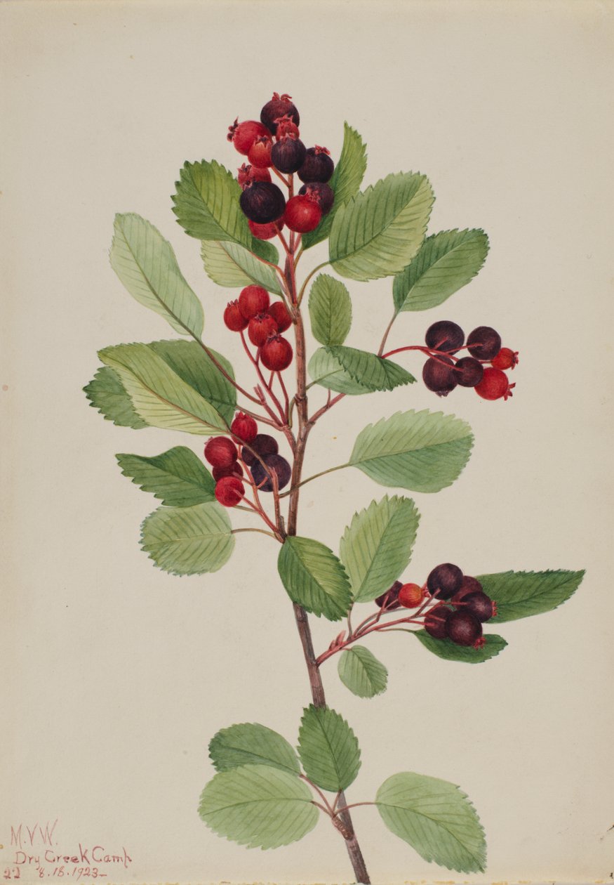 Saskatoon Amelanchier alnifolia, 1923. af Mary Vaux Walcott