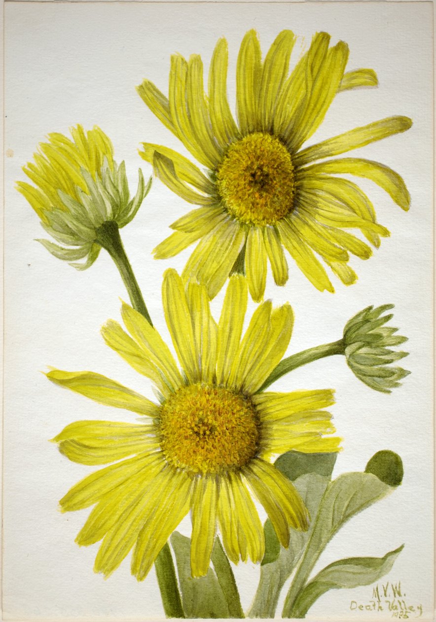 Satinbladet guldhoved (Enceliopsis covillei) af Mary Vaux Walcott