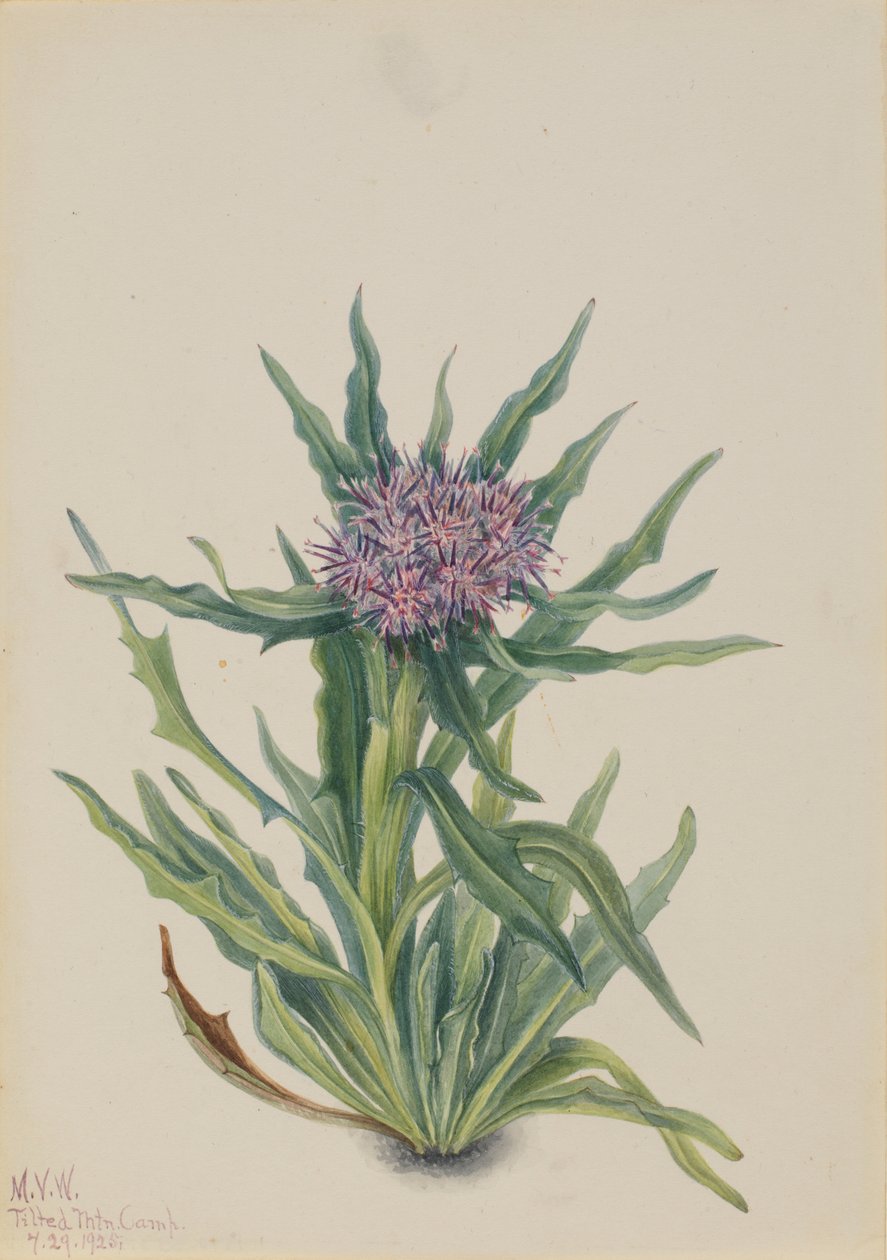 Saussurea (Saussurea densa) af Mary Vaux Walcott