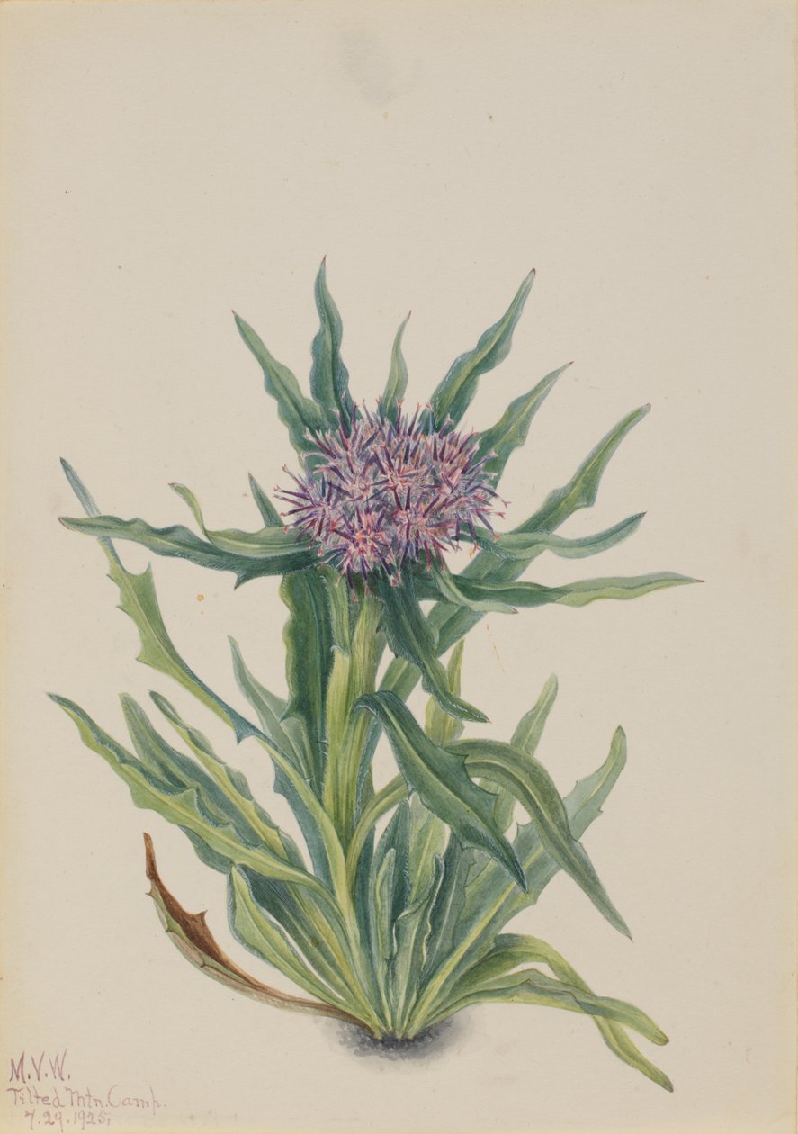 Saussurea Saussurea densa, 1925. af Mary Vaux Walcott