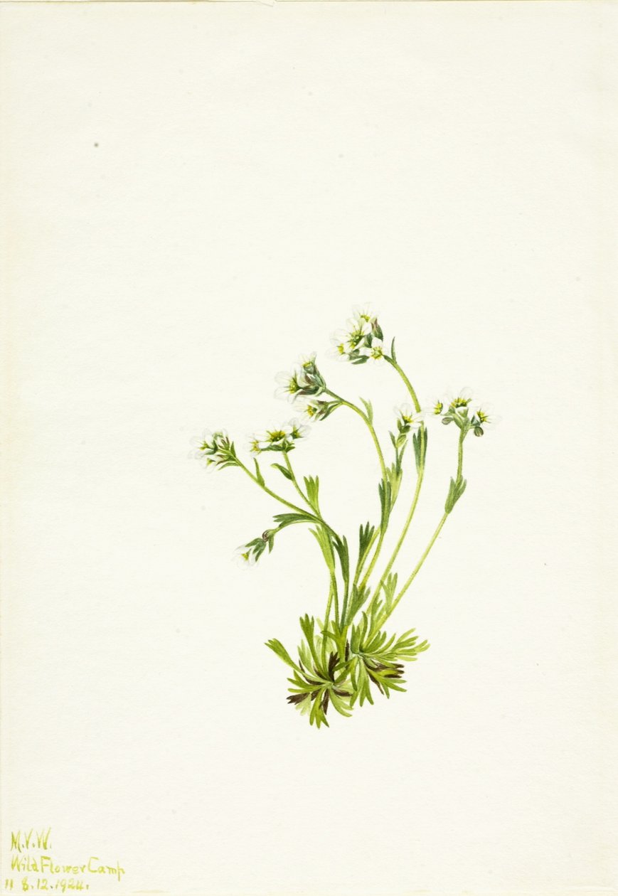 Stenbræk (Saxifraga caespitosa) af Mary Vaux Walcott