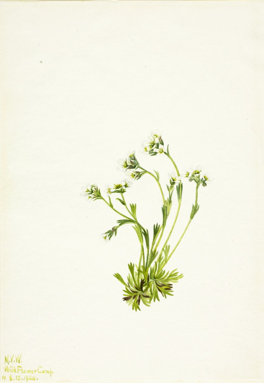 Saxifrage Saxifraga caespitosa, 1924. af Mary Vaux Walcott
