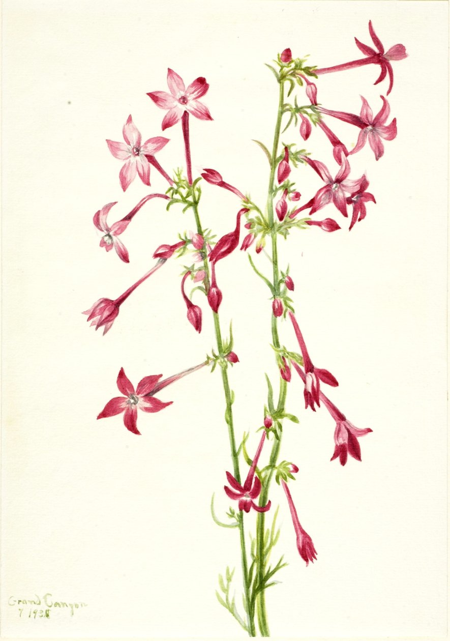 Scarlet Gilia (Gilia aggregata) af Mary Vaux Walcott