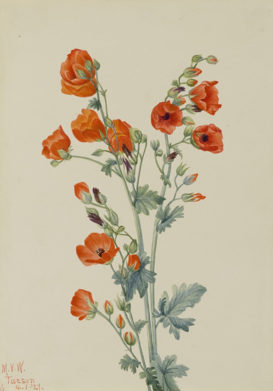 Scarlet Globe Mallow (Sphaeralcea grossulariaefolia) af Mary Vaux Walcott
