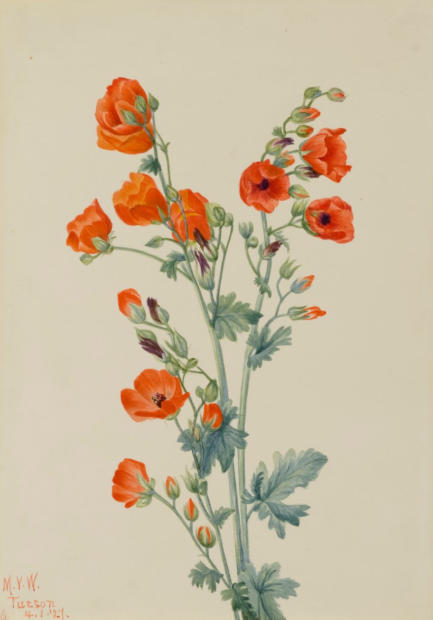 Scarlet Globe Mallow Sphaeralcea grossulariaefolia, 1927. af Mary Vaux Walcott