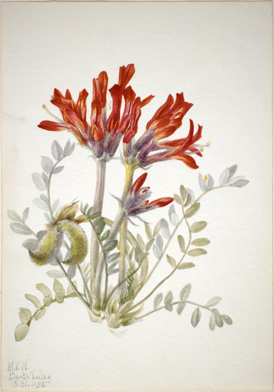 Scarlet Loco (Astragalus coccineus) af Mary Vaux Walcott
