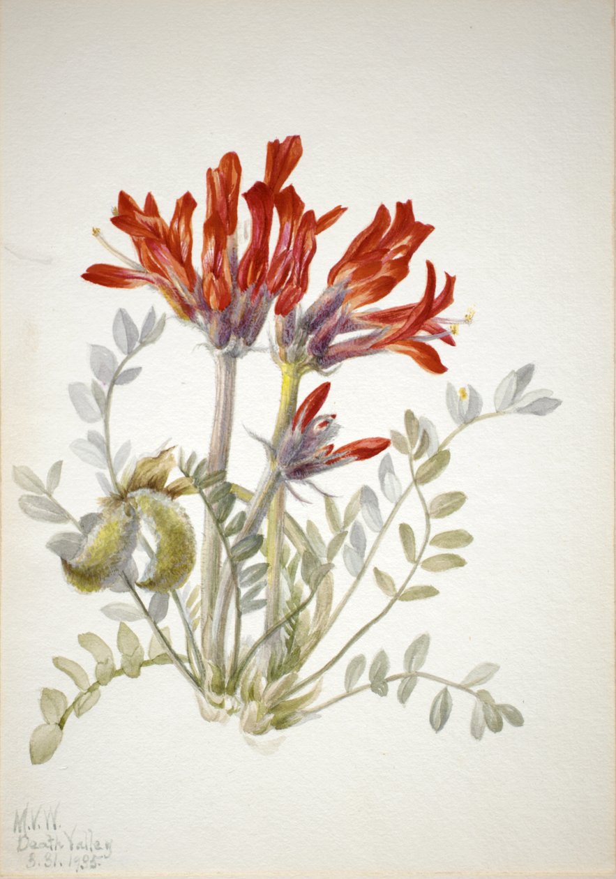 Scarlet Loco Astragalus coccineus, 1935. af Mary Vaux Walcott