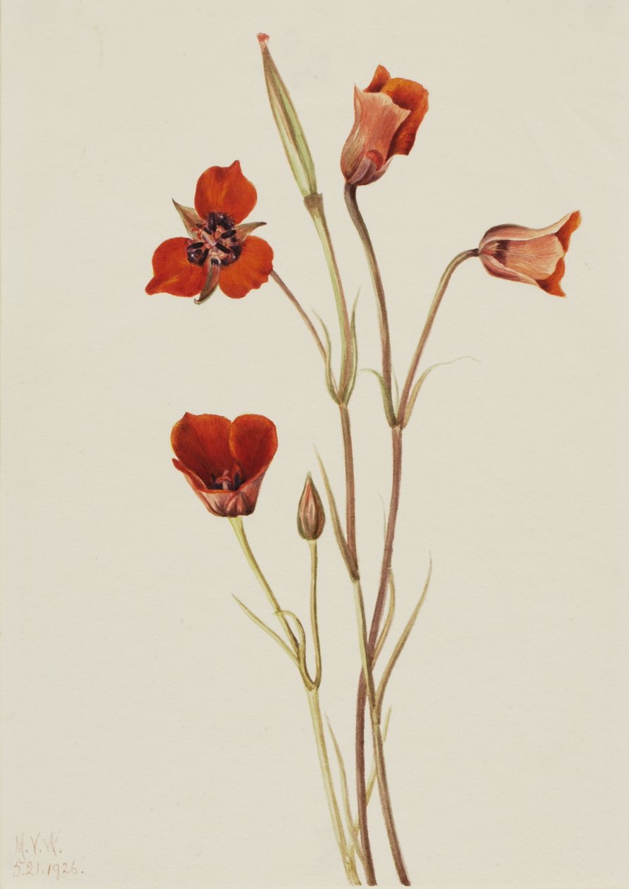 Scarlet Mariposa Calochortus kennedyi, 1926. af Mary Vaux Walcott