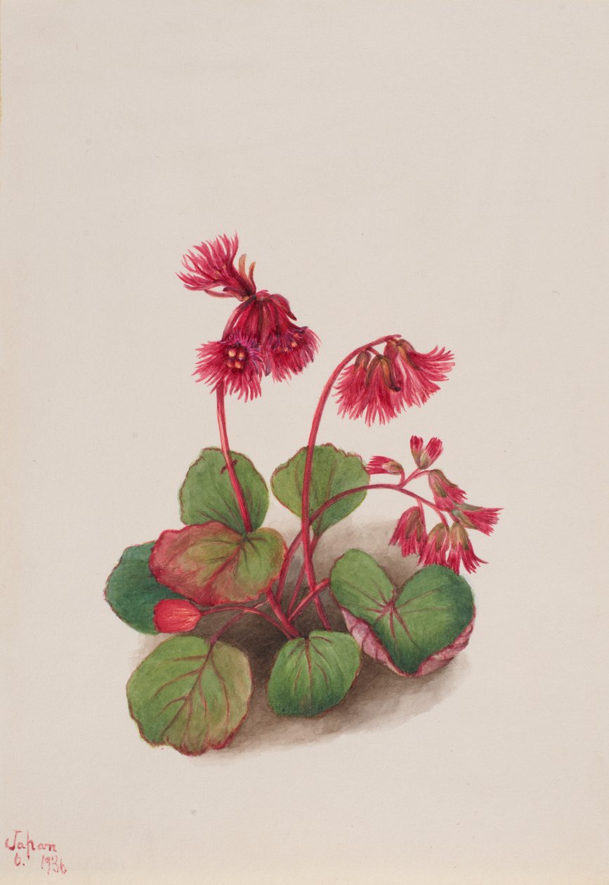 Schizocodon soldanelloides, 1936. af Mary Vaux Walcott