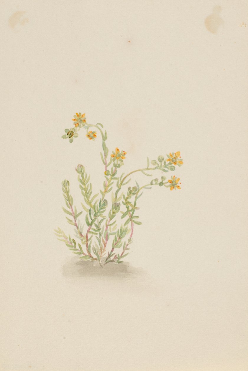 Sedum stenopetalum af Mary Vaux Walcott