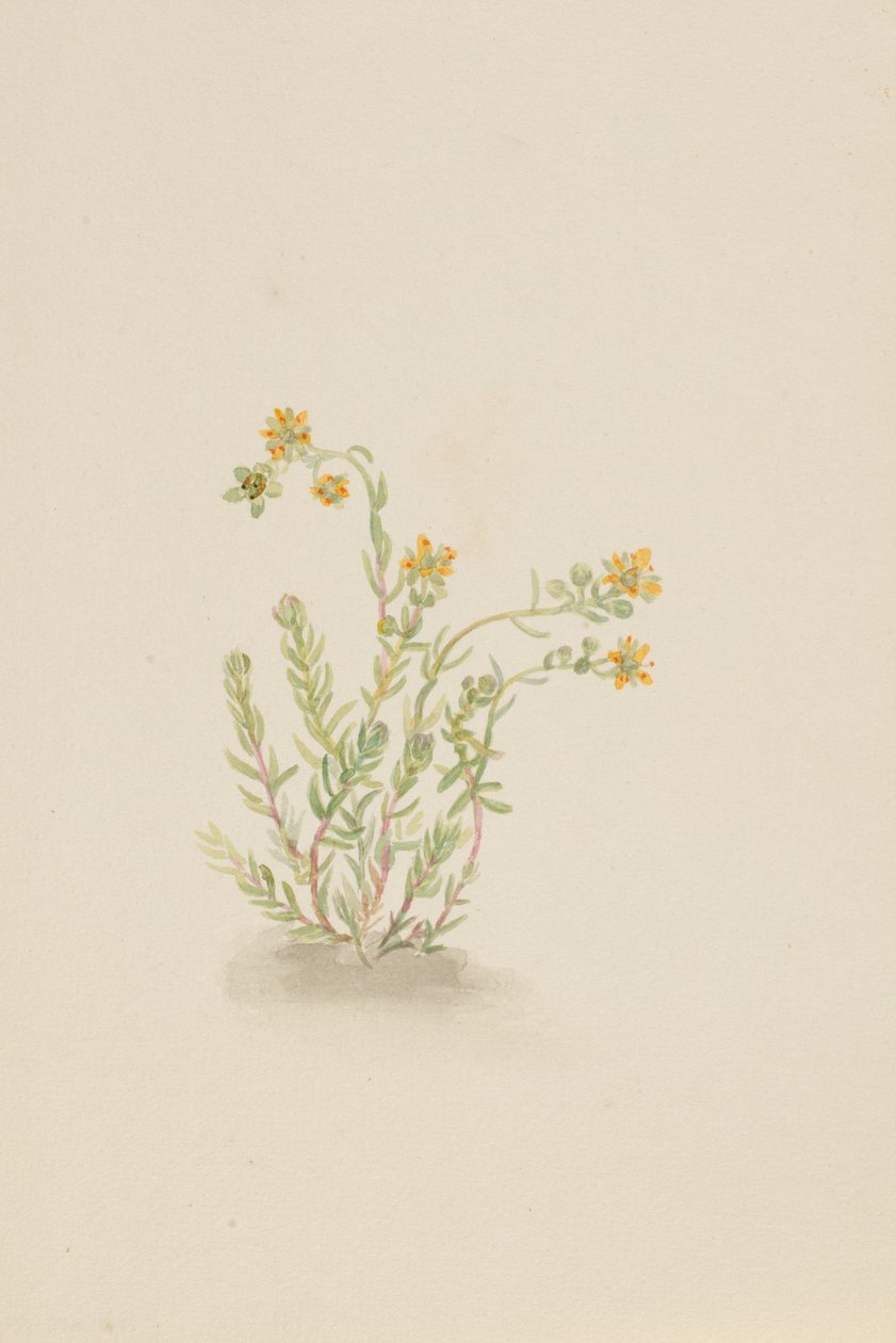 Stenopetal plante, ca. 1917-1918. af Mary Vaux Walcott