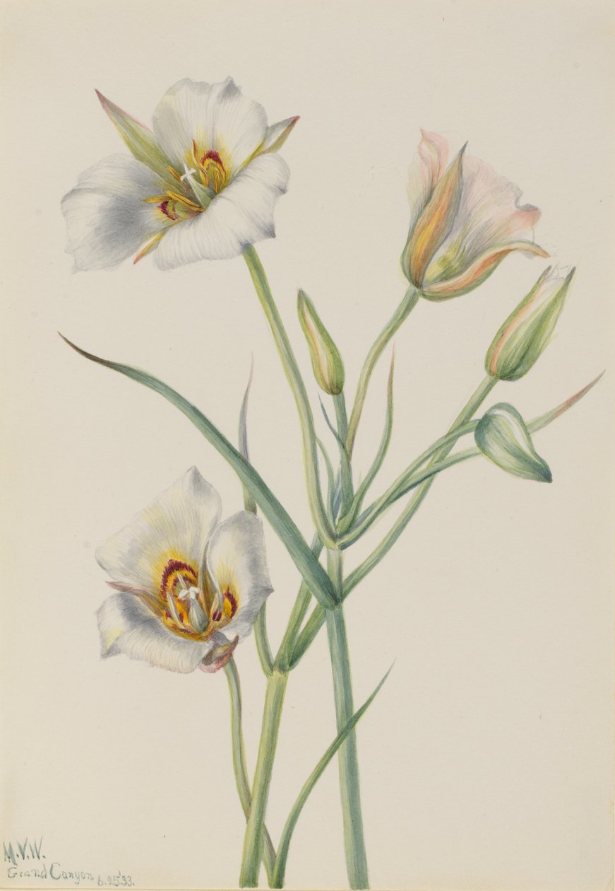 Sego Lily Calochortus nuttallii, 1933. af Mary Vaux Walcott