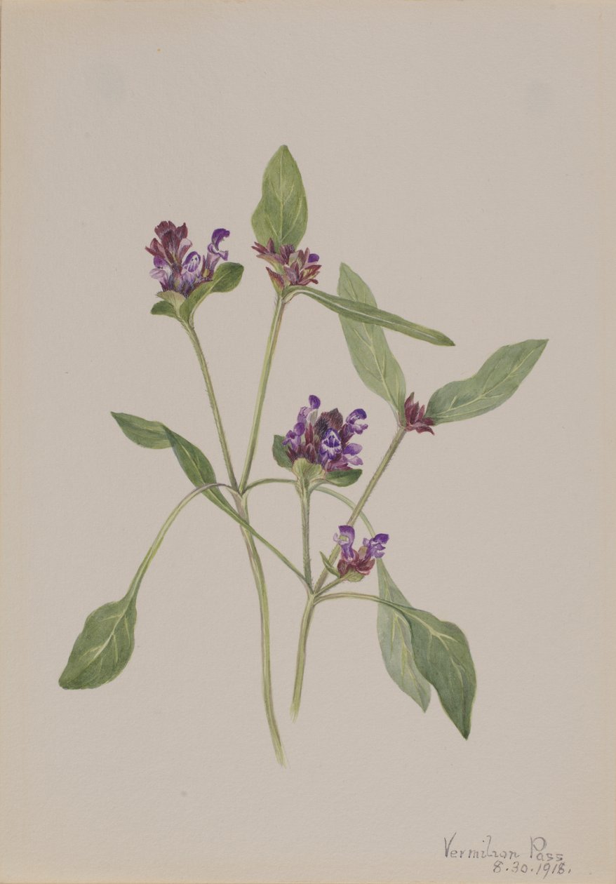 Selvhelbredende Prunella vulgaris, 1918. af Mary Vaux Walcott
